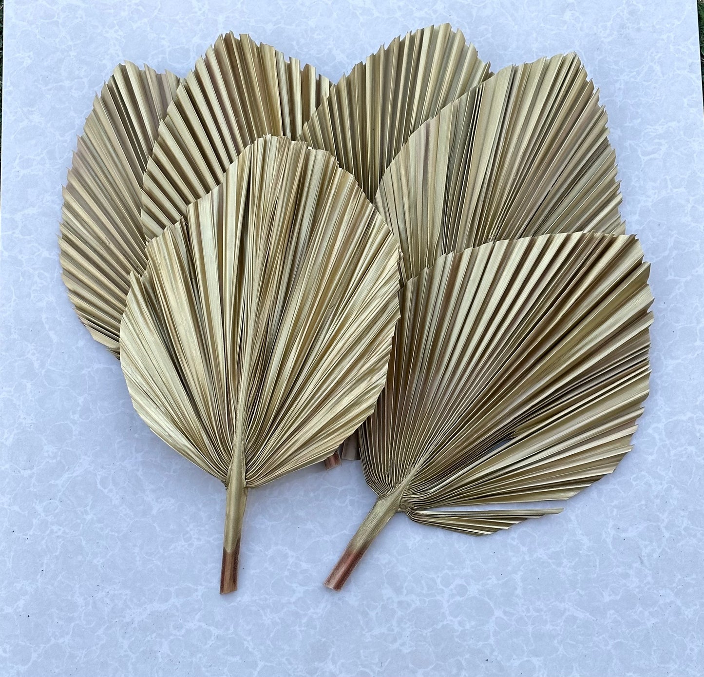 Includes 3 Palms: 12"W X 17"L Medium GOLD Dried Palm Leaf | Palm Fan | Tropical Decor | DIY Floral Arrangements | Home | Party | Wedding | Boho Decor | Free Ships Flat, Ready to Use! 3 PCS