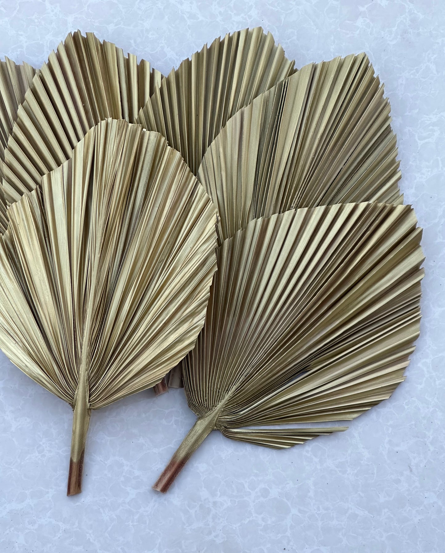 Includes 3 Palms: 12"W X 17"L Medium GOLD Dried Palm Leaf | Palm Fan | Tropical Decor | DIY Floral Arrangements | Home | Party | Wedding | Boho Decor | Free Ships Flat, Ready to Use! 3 PCS