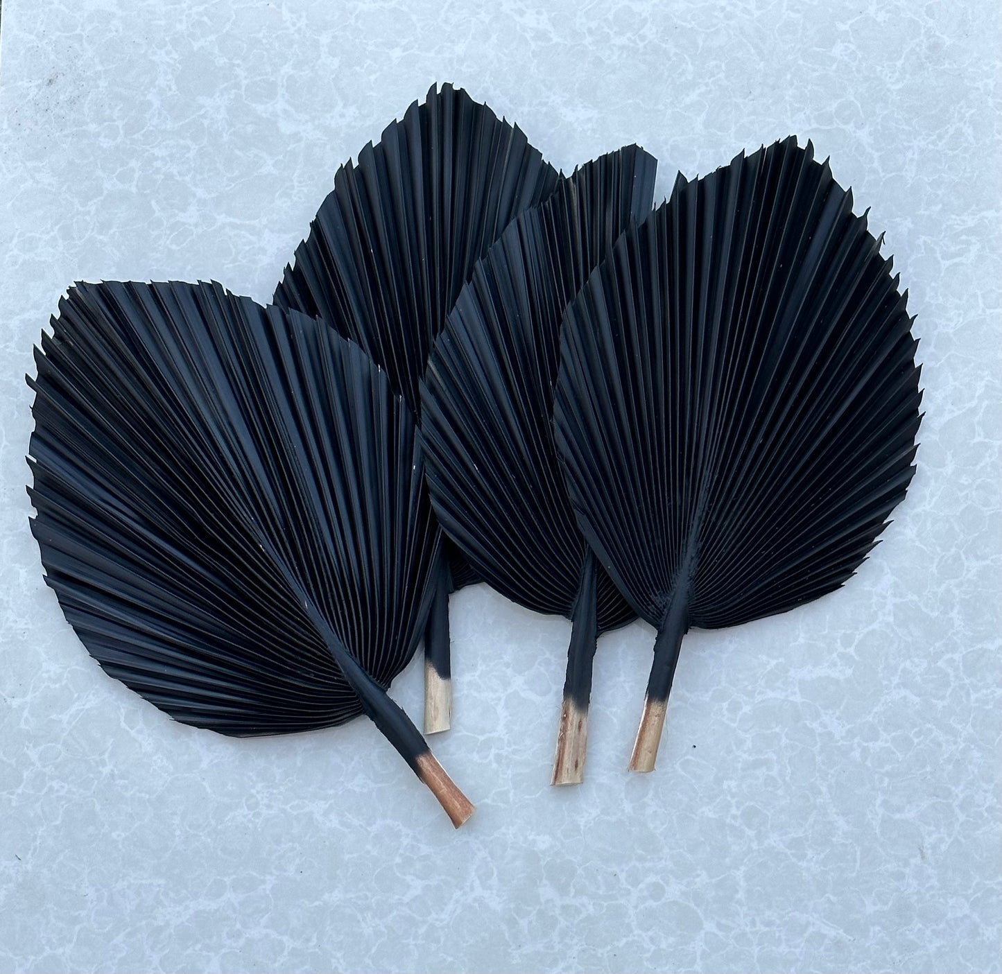 Includes 3 Palms: 12"W X 17"L Charcoal BLACK Medium Dried Palm Leaf | Palm Fan | Tropical Decor | DIY Floral Arrangements | Home | Party | Wedding | Boho Decor | Free Ships Flat, Ready to Use! 3 PCS