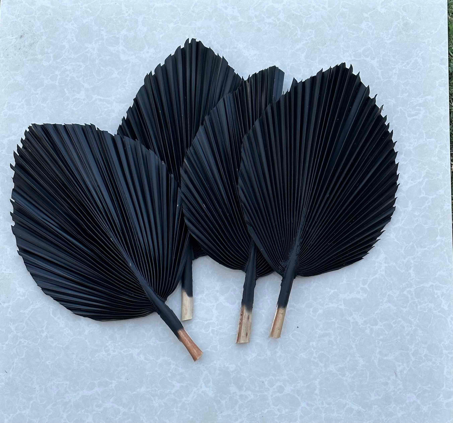 Includes 3 Palms: 12"W X 17"L Charcoal BLACK Medium Dried Palm Leaf | Palm Fan | Tropical Decor | DIY Floral Arrangements | Home | Party | Wedding | Boho Decor | Free Ships Flat, Ready to Use! 3 PCS