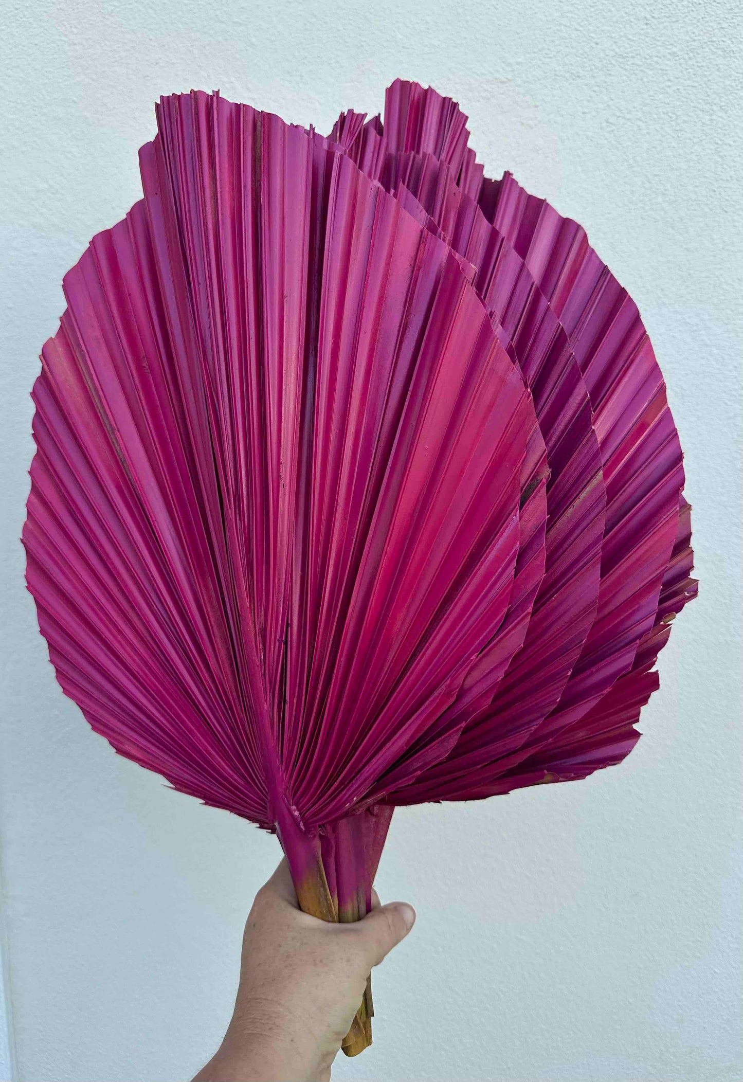 Includes 3 Palms: 12"W X 17"L Medium PINK Dried Palm Leaf | Palm Fan | Tropical Decor | DIY Floral Arrangements | Home | Party | Wedding | Boho Decor | Free Ships Flat, Ready to Use! 3 PCS