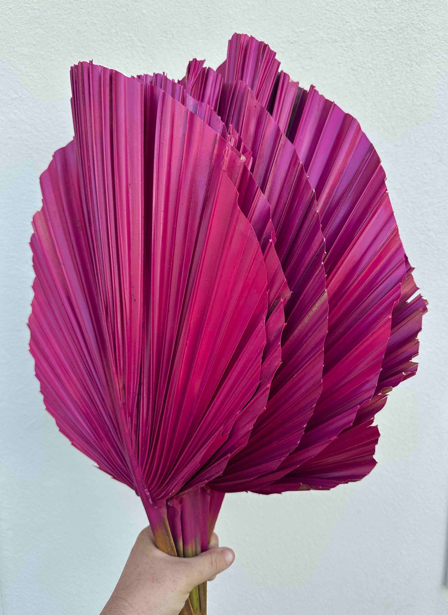 Includes 3 Palms: 12"W X 17"L Medium PINK Dried Palm Leaf | Palm Fan | Tropical Decor | DIY Floral Arrangements | Home | Party | Wedding | Boho Decor | Free Ships Flat, Ready to Use! 3 PCS