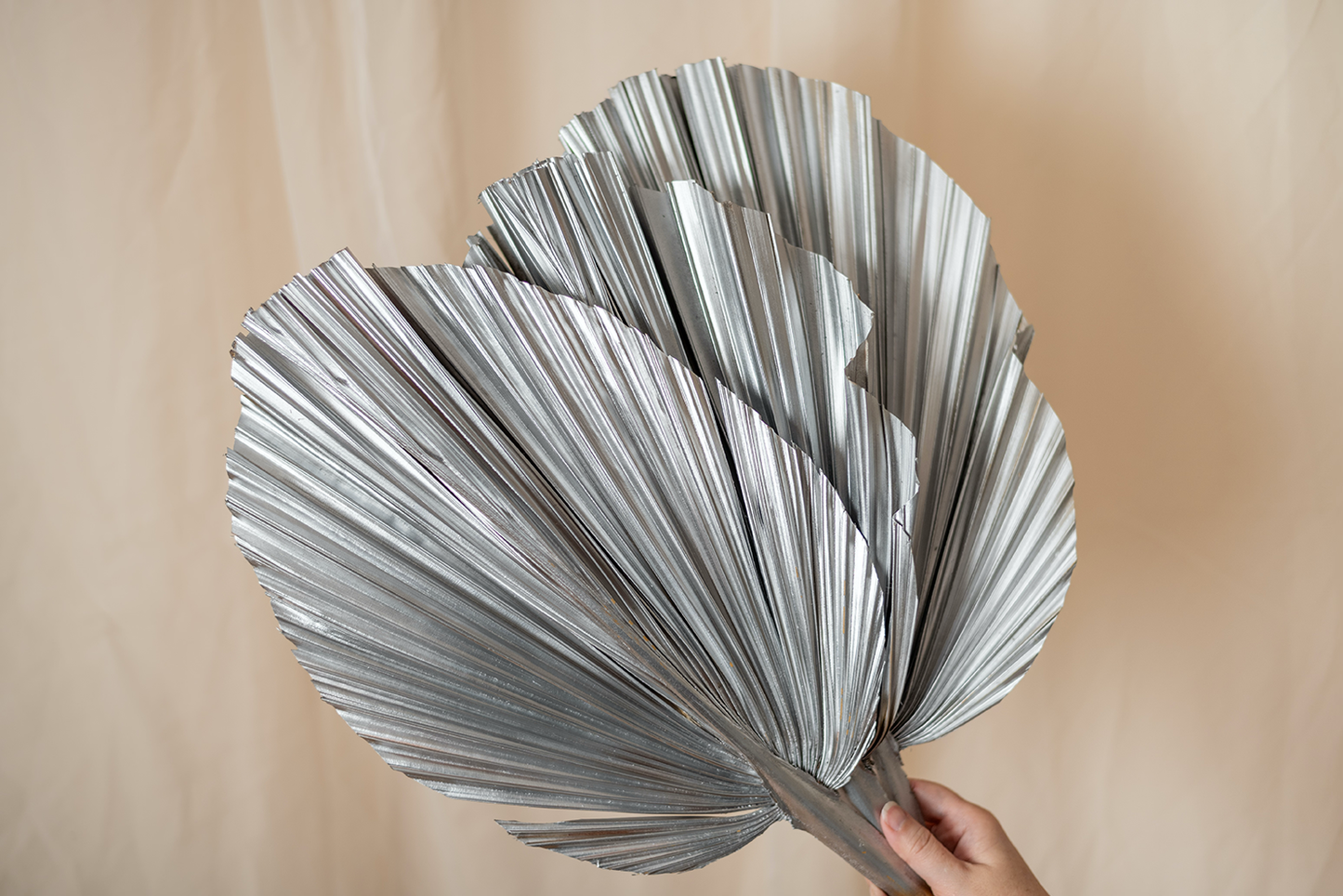 Includes 3 Palms: 12"W X 17"L Medium SILVER Dried Palm Leaf | Palm Fan | Tropical Decor | DIY Floral Arrangements | Home | Party | Wedding | Boho Decor | Free Ships Flat, Ready to Use! 3 PCS