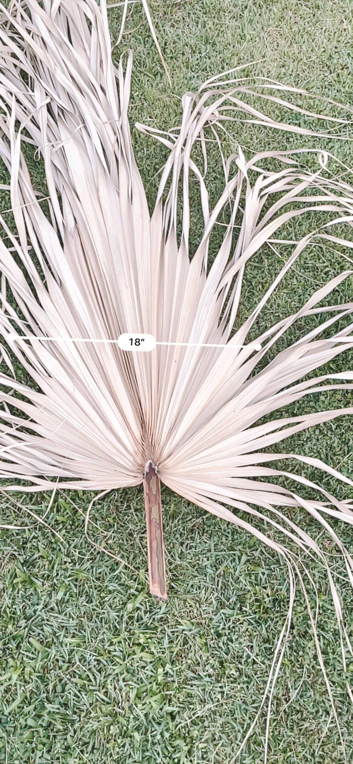 3ft. JUMBO Palm Leaf, Wispy-Ended Dried Palm Leaves, Beige Palm, Natural Sun-Dried Palm Leaf, Boho Home Decor, Wedding Party, Wall Decor, XL Large Dried Flowers