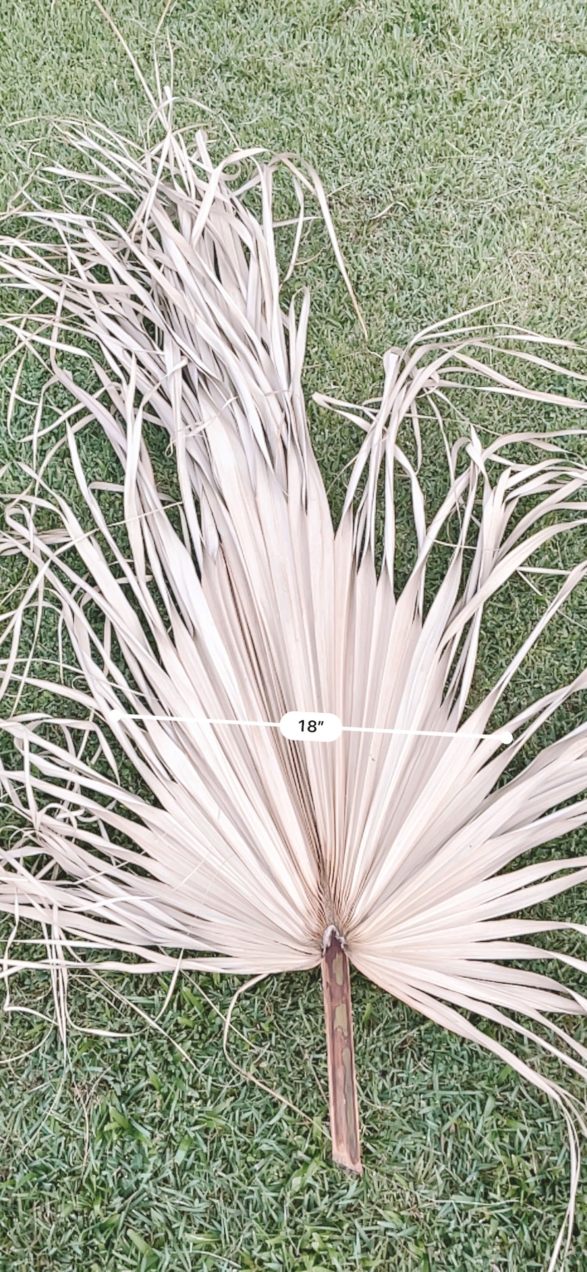 3ft. JUMBO Palm Leaf, Wispy-Ended Dried Palm Leaves, Beige Palm, Natural Sun-Dried Palm Leaf, Boho Home Decor, Wedding Party, Wall Decor, XL Large Dried Flowers