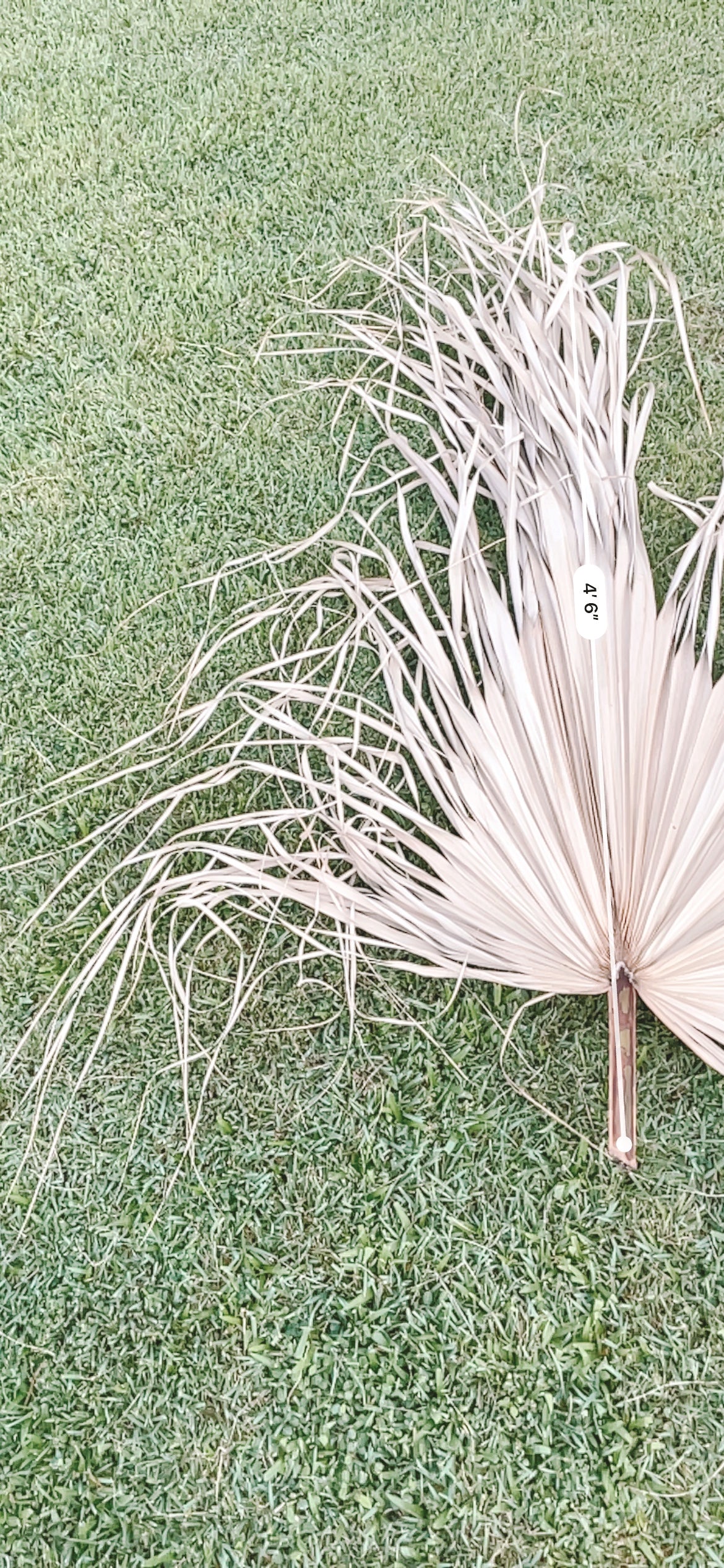 3ft. JUMBO Palm Leaf, Wispy-Ended Dried Palm Leaves, Beige Palm, Natural Sun-Dried Palm Leaf, Boho Home Decor, Wedding Party, Wall Decor, XL Large Dried Flowers