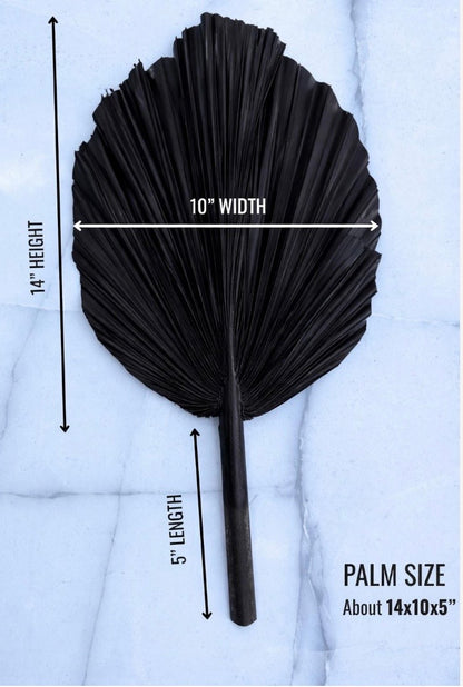 Includes 3 Palms: 12"W X 17"L Charcoal BLACK Medium Dried Palm Leaf | Palm Fan | Tropical Decor | DIY Floral Arrangements | Home | Party | Wedding | Boho Decor | Free Ships Flat, Ready to Use! 3 PCS