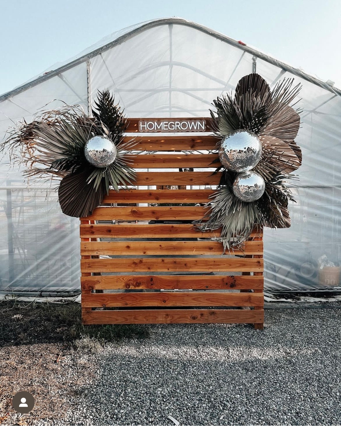 3ft. JUMBO Sun-Dried Wild Untouched Boho Palm Leaf Wispy Frond