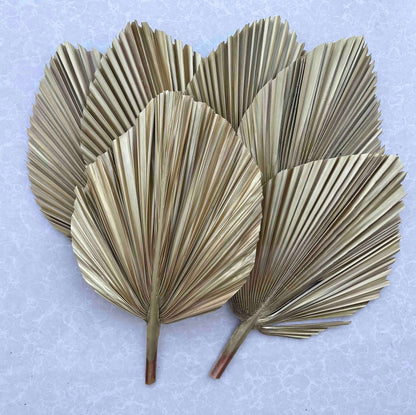 Includes 3 Palms: 12"W X 17"L Medium GOLD Dried Palm Leaf | Palm Fan | Tropical Decor | DIY Floral Arrangements | Home | Party | Wedding | Boho Decor | Free Ships Flat, Ready to Use! 3 PCS
