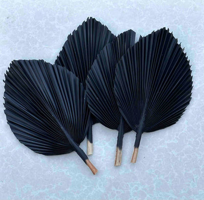 Includes 3 Palms: 12"W X 17"L Charcoal BLACK Medium Dried Palm Leaf | Palm Fan | Tropical Decor | DIY Floral Arrangements | Home | Party | Wedding | Boho Decor | Free Ships Flat, Ready to Use! 3 PCS