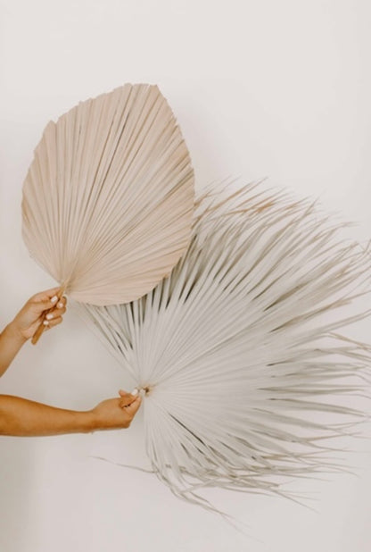 Bundle of 3, Wispy Leaf, Natural, Dried Palm Fan + 1 FREE 20" Palm, Wedding, Party, Bachelor, Birthday, Baby Shower, Anniversary Home Decor