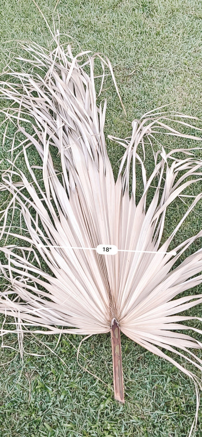 3ft. JUMBO Palm Leaf, Wispy-Ended Dried Palm Leaves, Beige Palm, Natural Sun-Dried Palm Leaf, 🌿 Luxe Dried Palm Leaves – Natural Minimalist Statement Décor