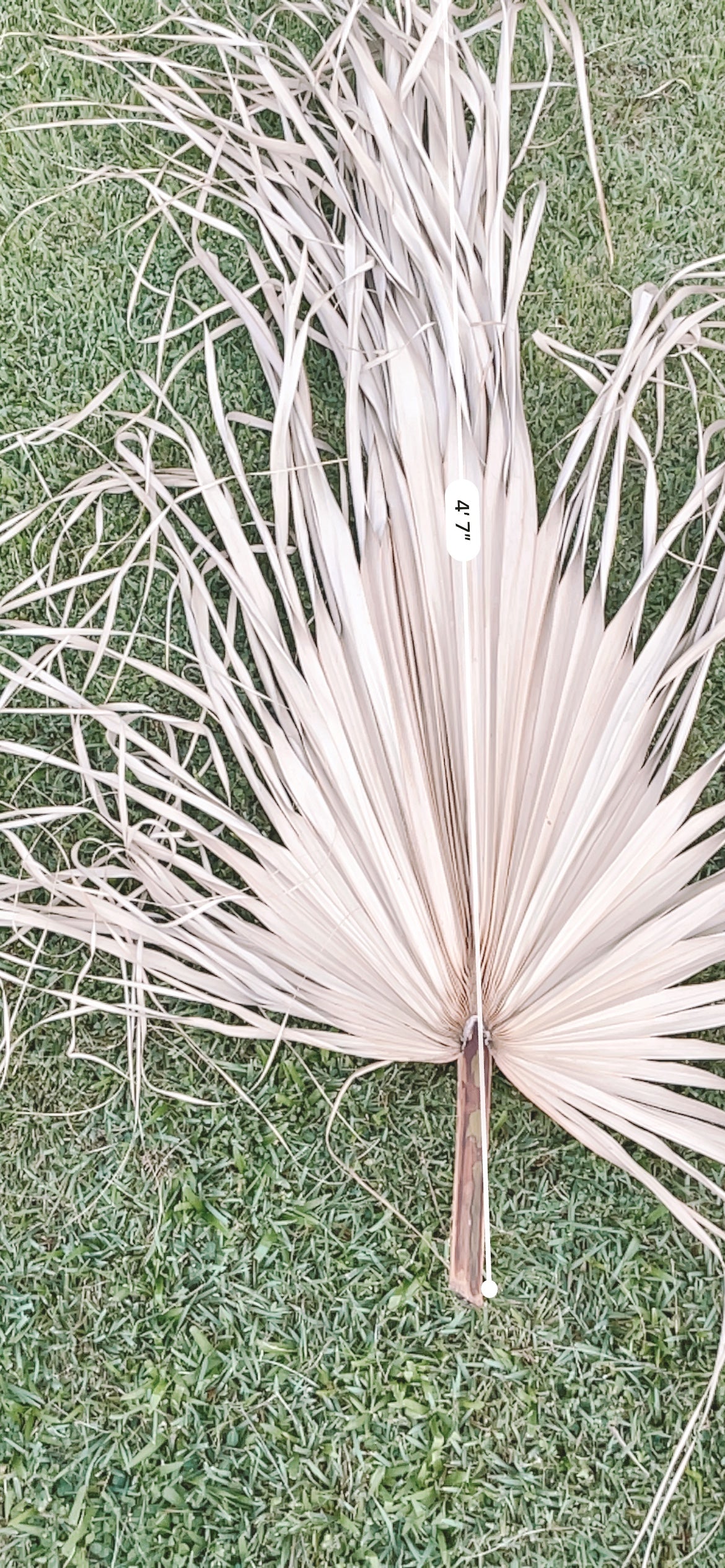 3ft. JUMBO Sun-Dried Wild Untouched Boho Palm Leaf Wispy Frond